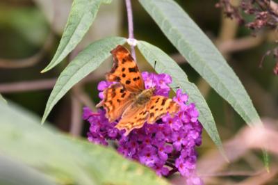 <i>Polygonia c-album</i>