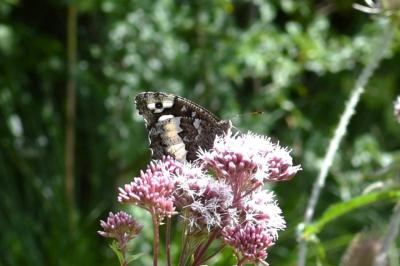 <i>Brintesia circe</i>