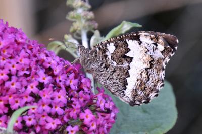 <i>Brintesia circe</i>