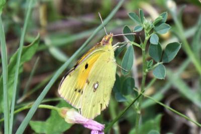 <i>Colias crocea</i>