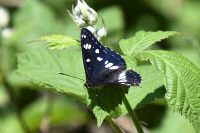 <i>Limenitis reducta</i>