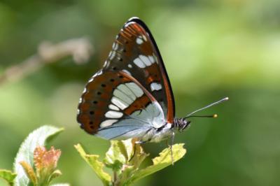 <i>Limenitis reducta</i>