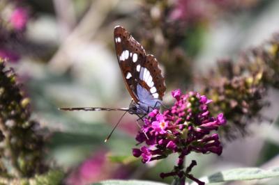 <i>Limenitis reducta</i>