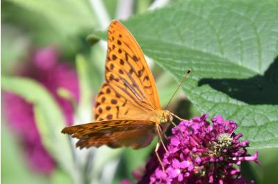 <i>Argynnis paphia</i>