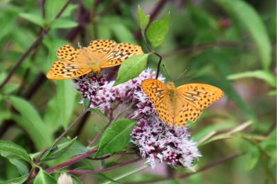<i>Argynnis paphia</i>