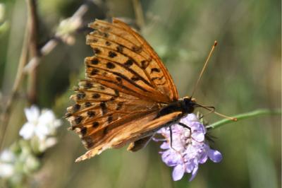 <i>Argynnis paphia</i>
