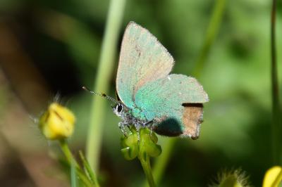 <i>Callophrys rubi</i>