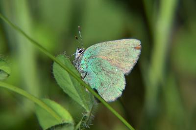 <i>Callophrys rubi</i>