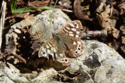<i>Pararge aegeria</i>