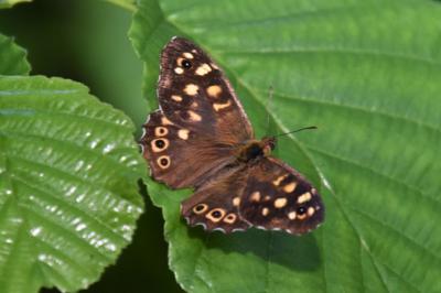 <i>Pararge aegeria</i>