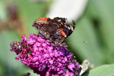 <i>Vanessa atalanta</i>