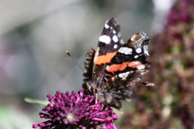<i>Vanessa atalanta</i>