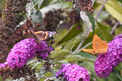 <i>Vanessa atalanta</i>