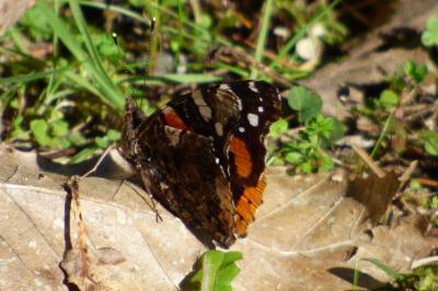 <i>Vanessa atalanta</i>