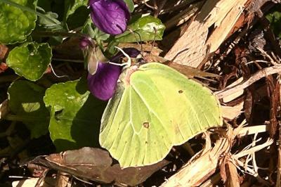 <i>Gonepteryx rhamni</i>