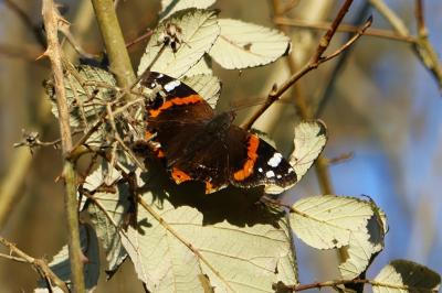 <i>Vanessa atalanta</i>
