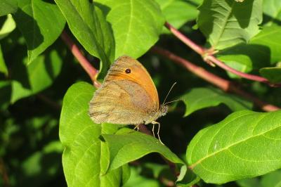 <i>Maniola jurtina</i>