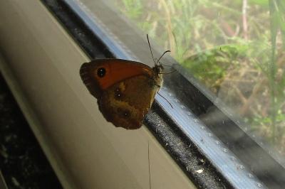 <i>Pyronia tithonus</i>