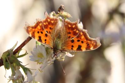 <i>Polygonia c-album</i>