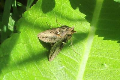 <i>Autographa gamma</i>