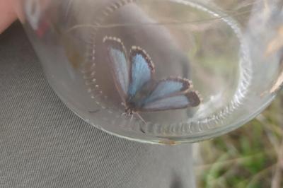<i>Lysandra coridon</i>