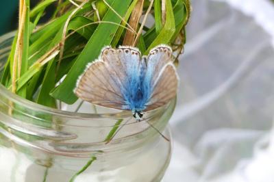 <i>Lysandra coridon</i>