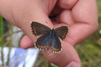 <i>Lysandra bellargus</i>