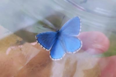 <i>Lysandra bellargus</i>