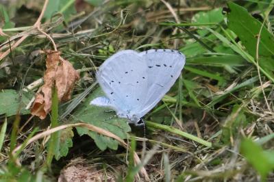 <i>Celastrina argiolus</i>