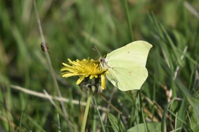 <i>Gonepteryx rhamni</i>
