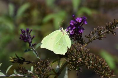 <i>Gonepteryx rhamni</i>