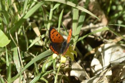 <i>Lycaena phlaeas</i>