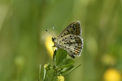 <i>Lycaena tityrus</i>