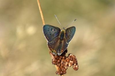 <i>Lycaena tityrus</i>