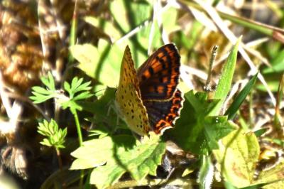 <i>Lycaena tityrus</i>