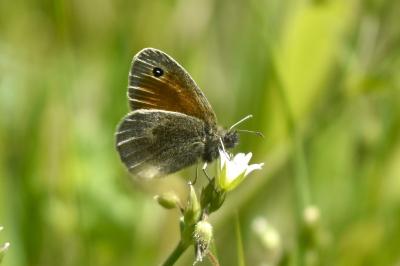 <i>Coenonympha pamphilus</i>