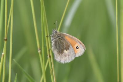 <i>Coenonympha pamphilus</i>