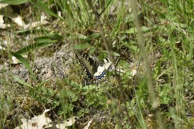 <i>Papilio machaon</i>