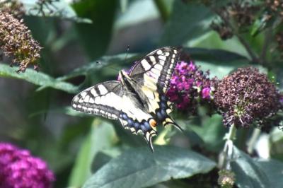 <i>Papilio machaon</i>