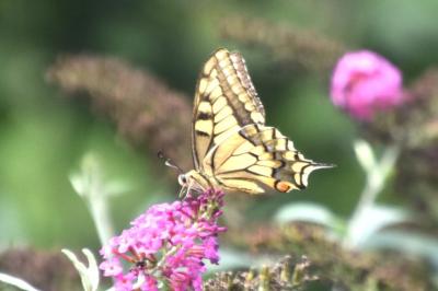 <i>Papilio machaon</i>