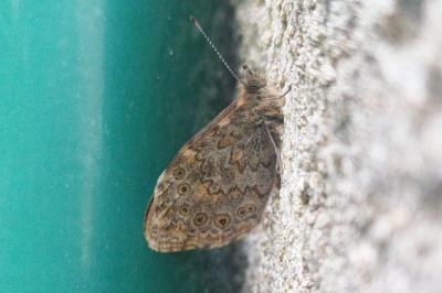 <i>Lasiommata megera</i>