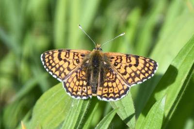 <i>Melitaea cinxia</i>