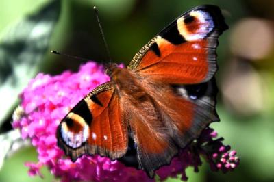 <i>Aglais io</i>