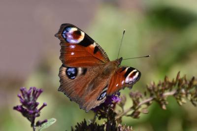 <i>Aglais io</i>