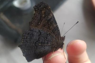 <i>Aglais io</i>