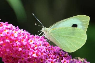 <i>Pieris brassicae</i>