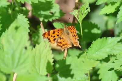 <i>Polygonia c-album</i>
