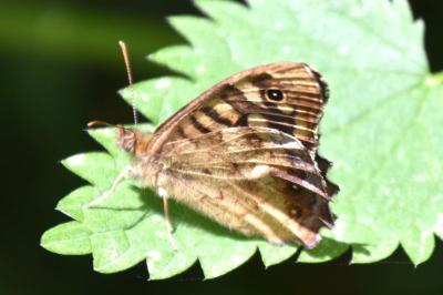 <i>Pararge aegeria</i>
