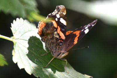 <i>Vanessa atalanta</i>