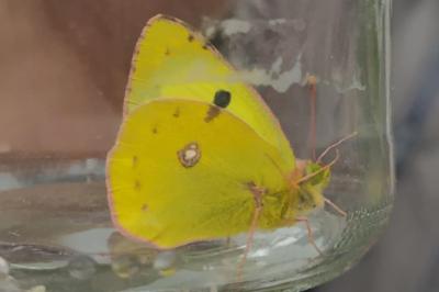 <i>Colias alfacariensis</i>